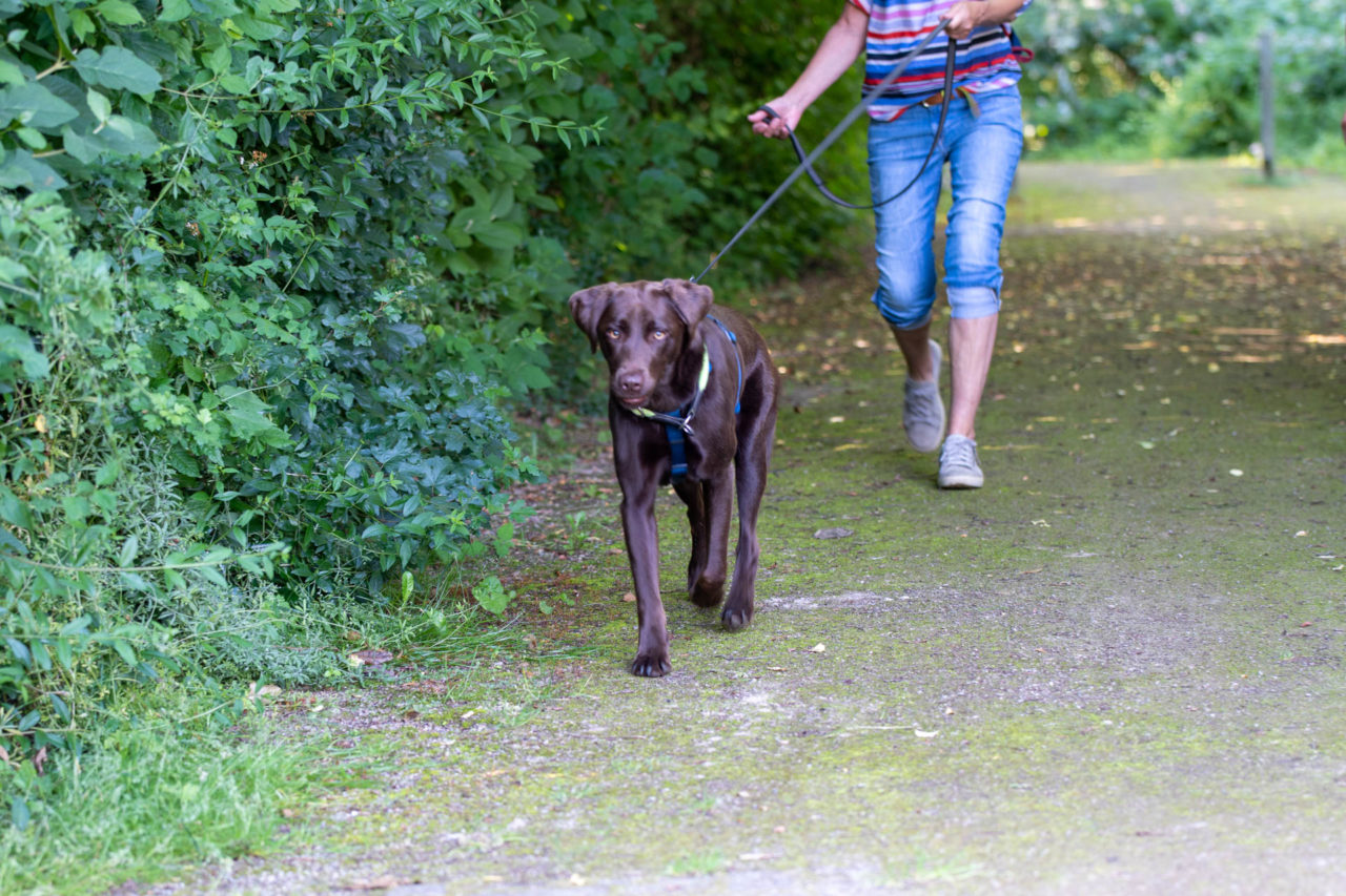 Mantrailing Rheinpfoten